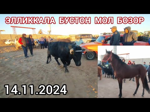 Видео: 14 ноября 2024 ЭЛЛИККАЛА БУСТОН МОЛ БОЗОР НАРХЛАР УЗГАРДИ