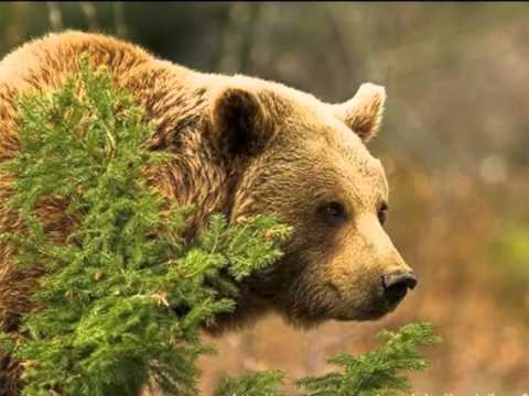 Видео: Як пов’язані здоров’я і довкілля людини