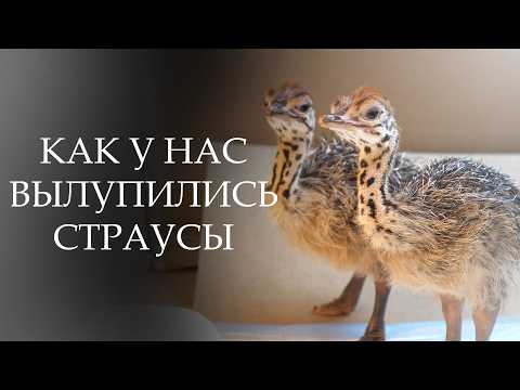 Видео: ОНИ ВСЕ-ТАКИ ПОЯВИЛИСЬ!