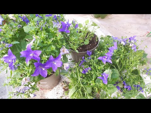 Видео: Купила  "женихов" 😁, превращаю их в Маточники!!!