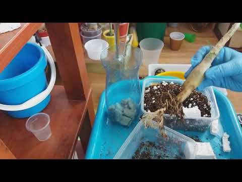 Видео: АДЕНИУМЫ. УДЛИНЯЕМ КАУДЕКС С ПОМОЩЬЮ  КОРНЯ