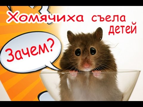 Видео: Хомячиха съела детей...