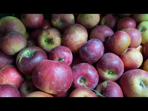 Видео: Сорта яблок для хранения.