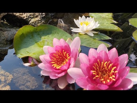 Видео: Как дела в саду 2 сентября. Засуха продолжается... 
