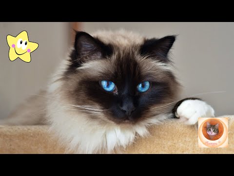 Видео: Смешные кошки, которые точно разгонят ваше плохое настроение!
