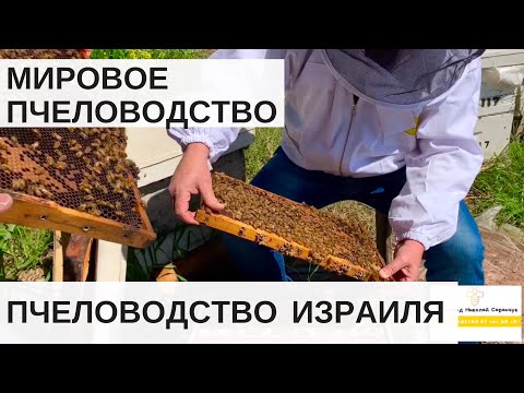 Видео: МИРОВОЕ ПЧЕЛОВОДСТВО// ПЧЕЛОВОДСТВО В ИЗРАИЛЕ