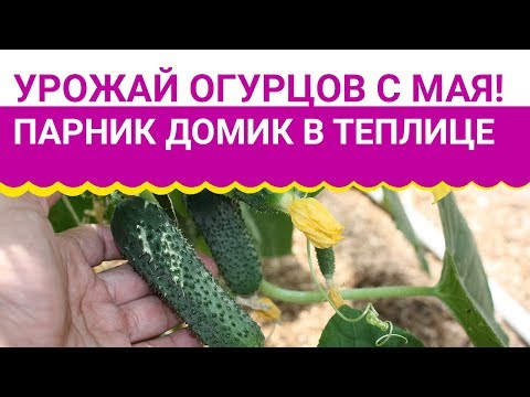 Видео: Самый ранний урожай огурцов! Парник-домик в теплице