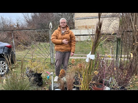 Видео: Остання розпаковка цього сезону. Купили злаки і гортензії