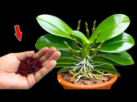 Видео: Не выбрасывайте его! Это заставляет орхидеи быстро расти и безумно цвести