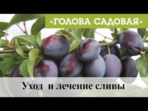 Видео: Голова садовая - Уход  и лечение сливы