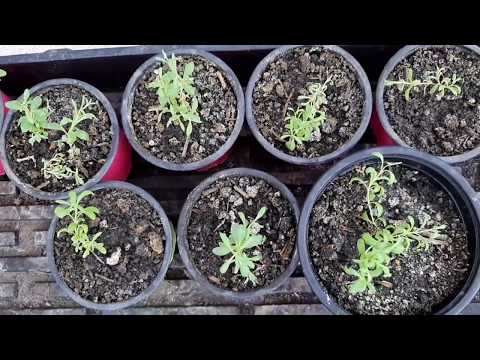 Видео: Посадка рассады лаванды в открытый грунт.