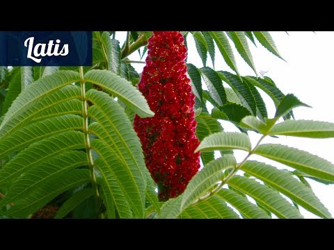 Видео: Чудо приправа для молодости и здоровья
