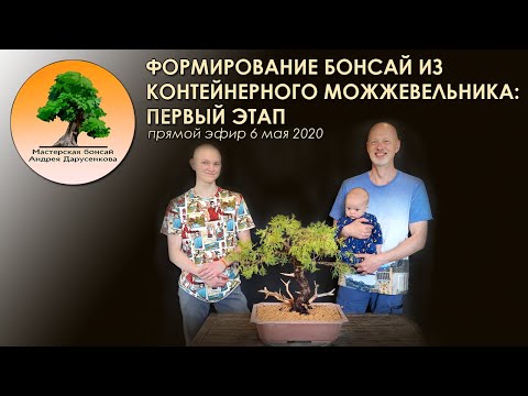 Видео: Формирование бонсай из контейнерного можжевельника: первый этап
