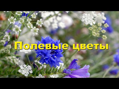 Видео: Цветы полевые, цветы луговые с названиями. Ознакомительное видео.