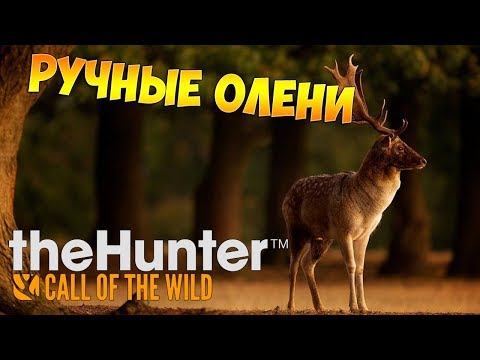Видео: theHunter Call of the Wild #19 - Ручные Олени | Patch 1.17.1