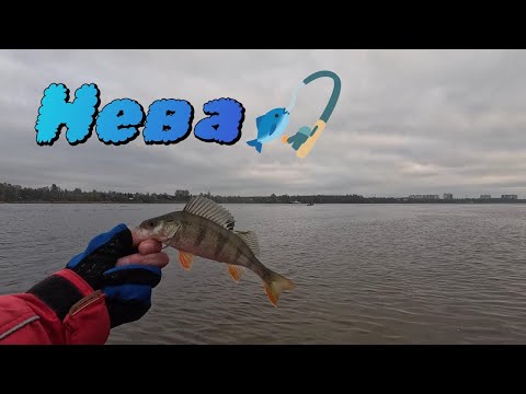 Видео: Рыбалка на Неве!
