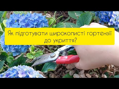 Видео: Як підготувати середні кущі широколистої гортензії до укриття?