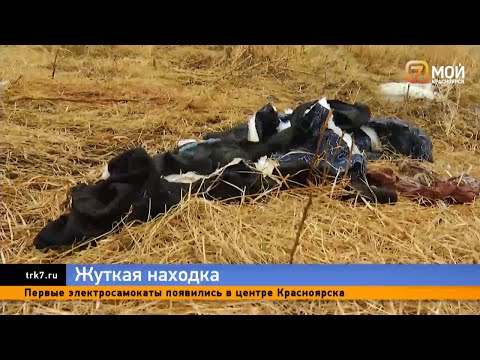 Видео: Под Красноярском на заброшенном участке нашли обглоданное собаками тело 48 летнего мужчины
