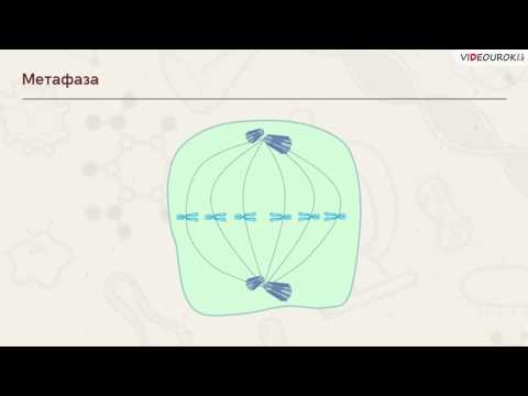 Видео: Видеоурок "Жизненный цикл клеток. Митоз "