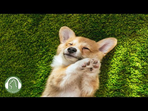 Видео: Расслабляющая музыка для собак🐶Музыка для снятия стресса, расслабляющая музыка