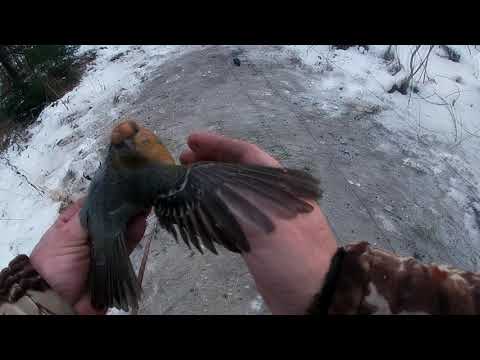 Видео: как правильно вынимать птицу из орнитологической сети