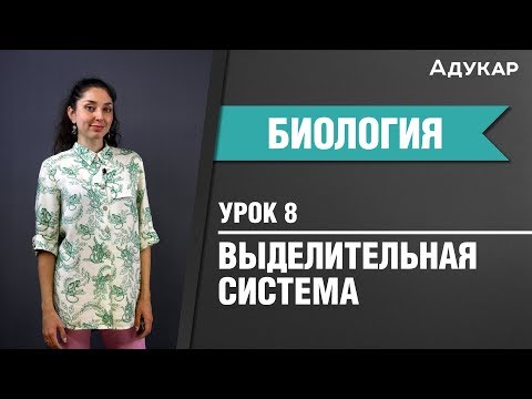 Видео: Выделительная система человека| Биология ЦТ, ЕГЭ