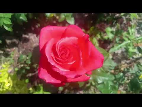 Видео: Подкормка метельчатой гортензии)Небольшой обзор сада)