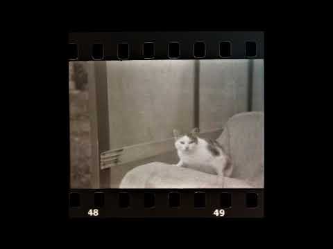 Видео: Дурной Вкус - Мяу (Slowed+Reverb)