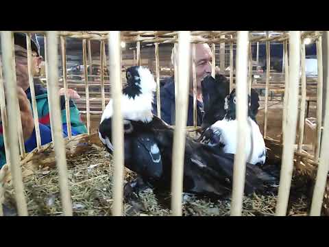 Видео: 11.10.2025г Ярмарка ст.Бронницы!!!ч.1