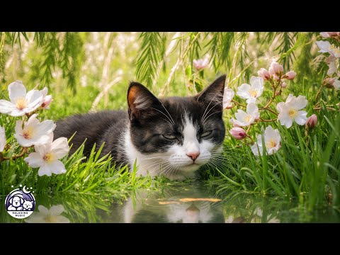 Видео: (Без рекламы) Расслабляющая музыка для кошек | Спокойные звуки арфы и мурлыканья, которые успокоя...