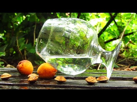 Видео: Самогон из абрикосов, от приготовления браги до дегустации