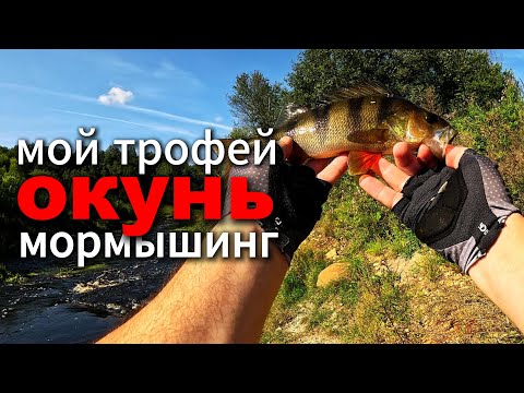 Видео: Началась! ОХОТА на ОКУНЯ. ТРОФЕЙ ВЗЯТ!  #мормышинг #рыбалка #nanojig #окунь #perch