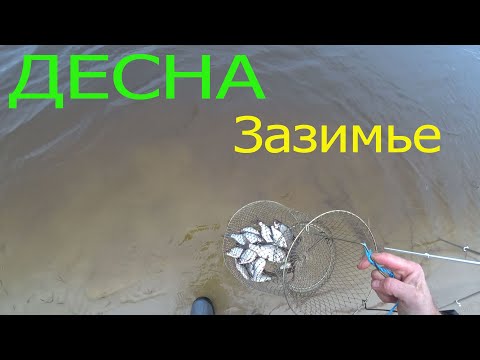 Видео: Рыбалка на Десне. Костёрчик. Жерех гуляет на утренней зорьке
