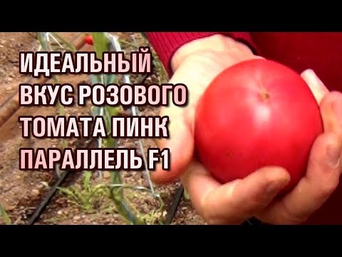 Видео: Обзор розового томата ПИНК ПАРАЛЛЕЛЬ F1 - Идеальный вкус томата