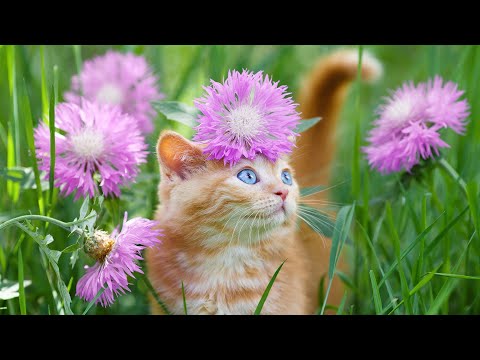 Видео: [Посередине рекламы X] Расслабляющая фортепианная музыка, которую любят кошки, и пение птиц на пр...