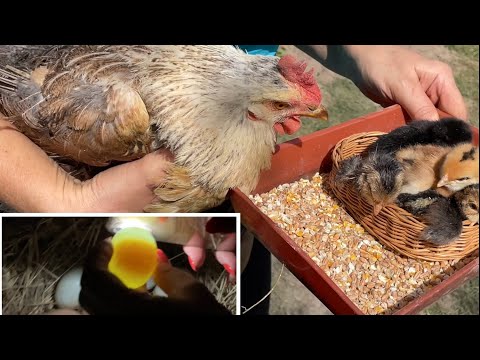 Видео: Квочка Будут ли цыплята кур Араукана