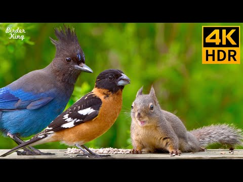 Видео: КОШКА ТВ 😺 Красивые птицы и белки 🐿 8 часов 4K HDR