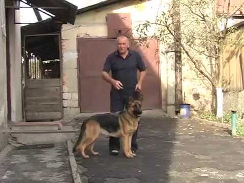 Видео: Команди, До мене, Фу, Поруч,  Частина 1
