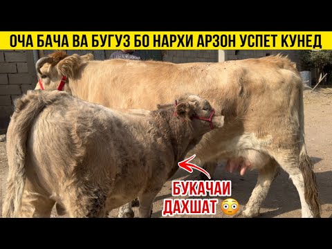 Видео: 3-САР ОЧА БАЧА ВА БУГУЗ МОЛХОИ ДЕХКОНИ 2 ноября 2025 г.