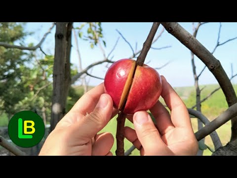 Видео: Любая ветка очень быстро укореняется. Превратите ветку в плодовое дерево.