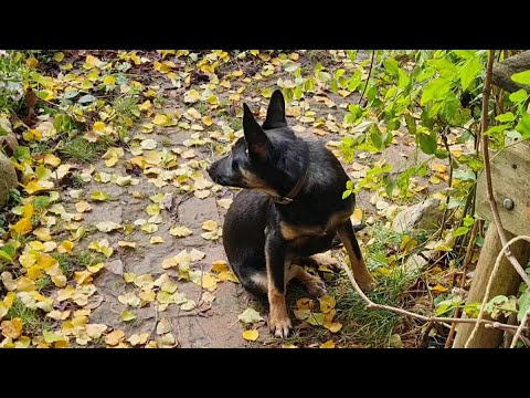 Видео: Находки из леса, серая проказница и ушастая именинница