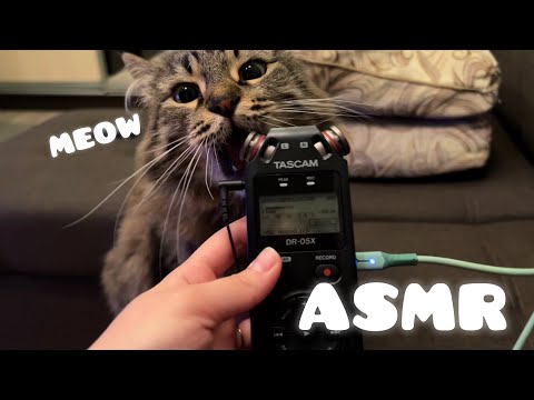 Видео: асмр с Нюсей ~ котячий итинг 😽