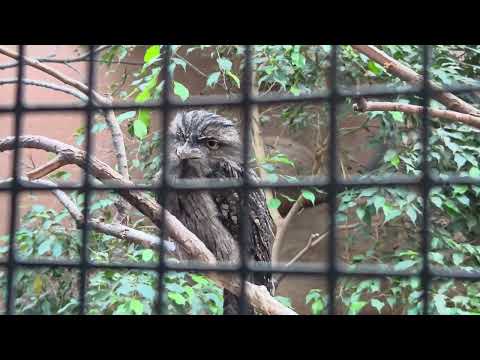 Видео: Прогулка по Берлинскому зоопарку