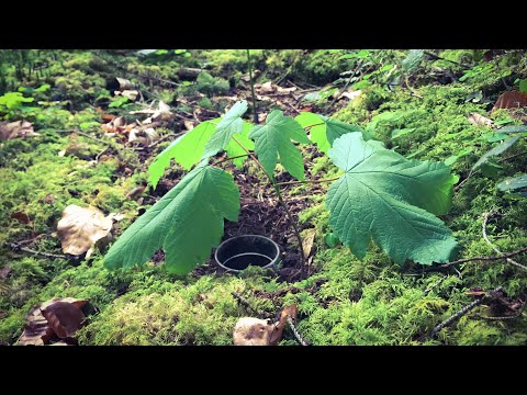 Видео: ЭНТОМОЛОГИЧЕСКАЯ ЛОВУШКА НА ЖУЖЕЛИЦ