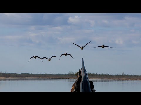 Видео: ОХОТА НА ТУРПАНА НА КОЛЫМЕ 2023. ДЕНЬ ГУСЯ. 3 СЕРИЯ.  HUNTING FOR VELVET SCOTER IN SIBERIA.  PART 3