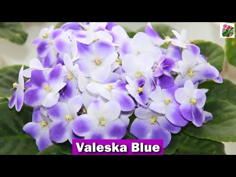 Видео: 50 НЕВЕРОЯТНО КРАСИВЫХ СОРТОВ ФИАЛОК! ПОДБОРКА самых ПОПУЛЯРНЫХ И КРАСИВЫХ СОРТОВ!