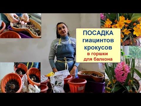 Видео: Посадка гиацинтов и крокусов дома осенью в горшок для цветения весной на балконе.