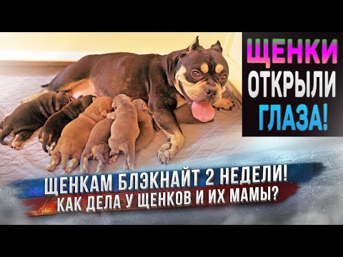 Видео: Что с теми щенками, которые были послабее? Есть ли щенки на продажу?