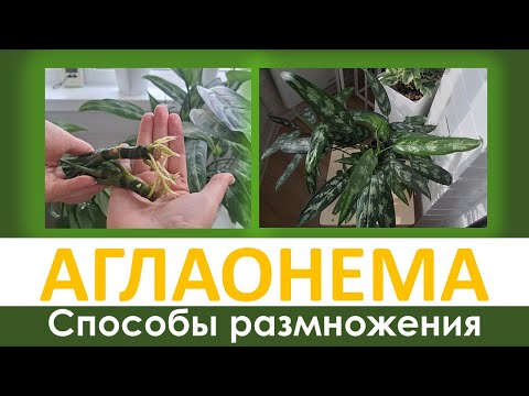Видео: АГЛАОНЕМА: разные способы укоренения и размножения