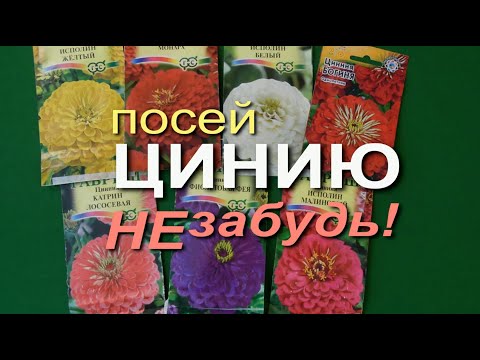 Видео: ВЫРАЩИВАНИЕ ЦИНИИ НА РАССАДУ. Советы от ЗЕЛЕНОГО ОГОРОДА!